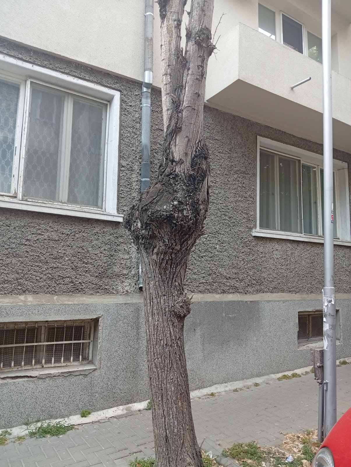 Изсъхналата и опасна липа на ул. „П. Каравелов“ срещу №10