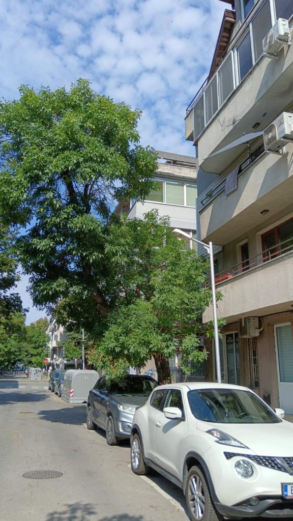 Опасно наклоненият към пътното платно ясен на ул. „Марин Дринов“